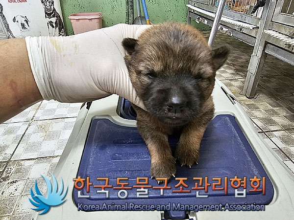 한국동물구조관리협회_441406202300954